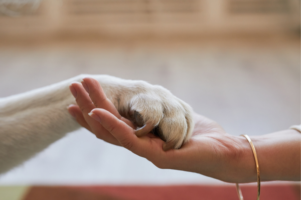 Dicas para Manter a Casa Segura para Animais de Estimação